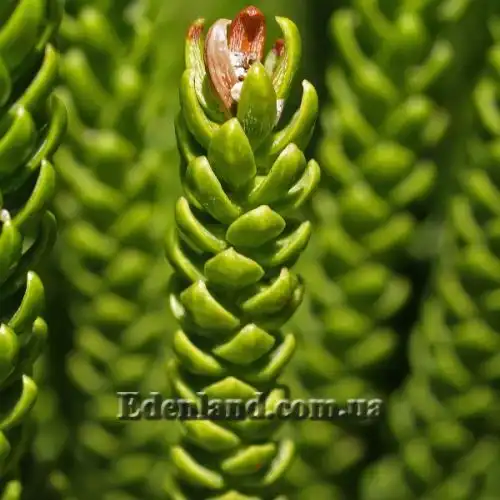 Изображение Араукария разнолистная - Araucaria heterophylla