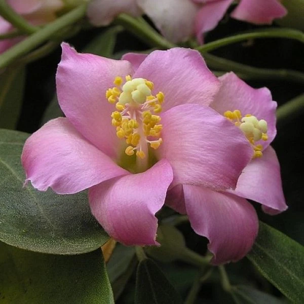 Лагунария Патерсона - Lagunaria patersonii