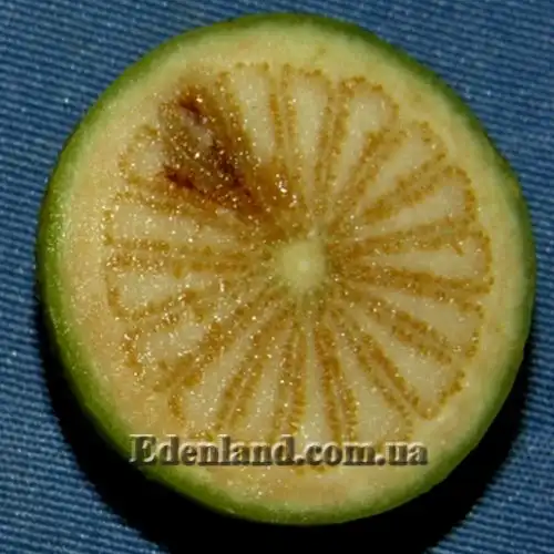 Изображение плод в разрезе