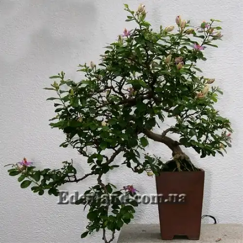 Изображение Гревия западная - Grewia occidentalis