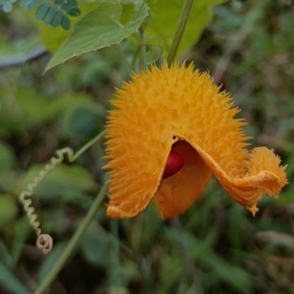 Зображення Момордика дводомна - Momordica dioica  