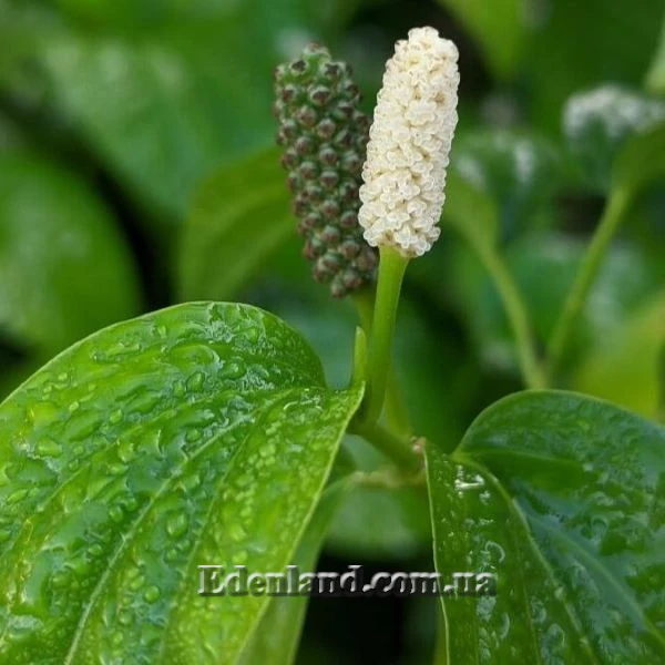 Зображення Перець гілчастий  - Piper sarmentosum