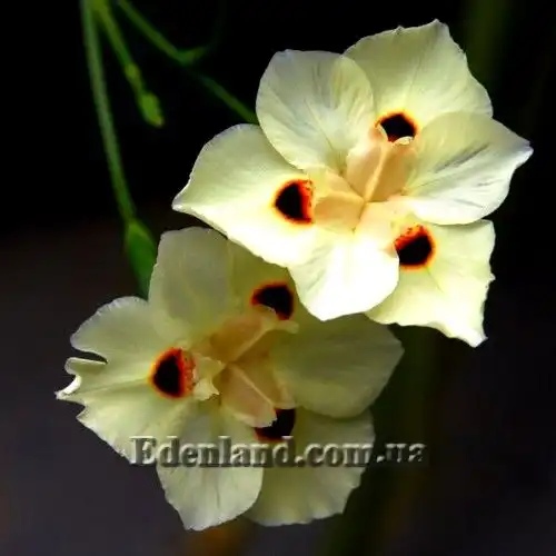 Зображення квіти