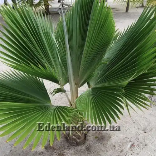 Изображение Притчардия тихоокеанская - Pritchardia pacifica