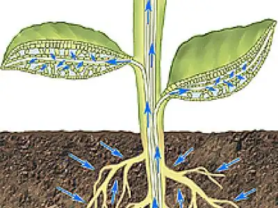 Питание растений