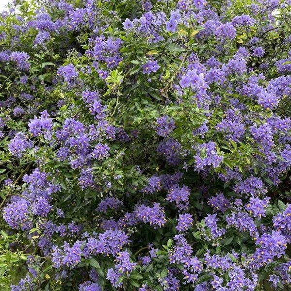 Зображення Пасльон кучерявий - Solanum crispum