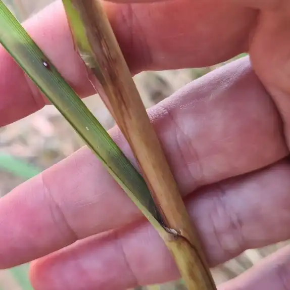 Изображение Цимбопогон Нард   - Cymbopogon Nardus 