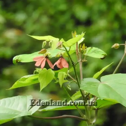 Зображення Аброма велична  - Abroma augusta