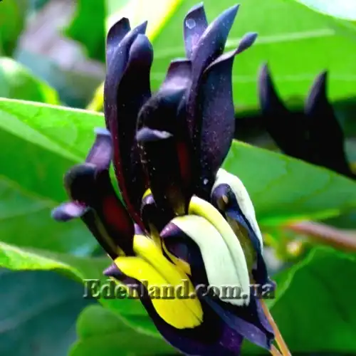 Изображение цветы