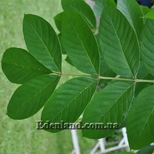 Изображение Спатодея колокольчатая - Spathodea campanulata 