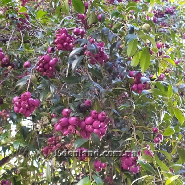 Изображение созревающие плоды