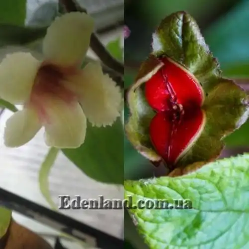 Изображение Дримония аллоплектусовидная - Drymonia alloplectoides