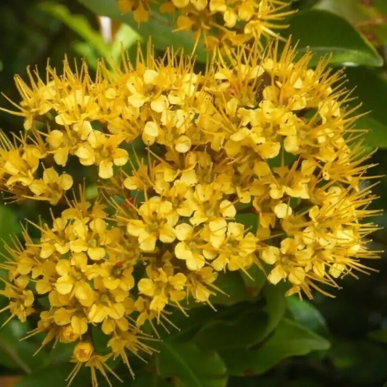 Изображение Талеропия Квинслендская  - Thaleropia queenslandica