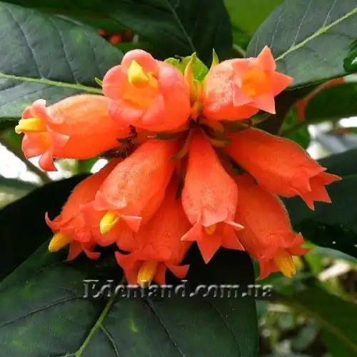 Зображення Бурчелія Бубаліна - Burchellia bubalina