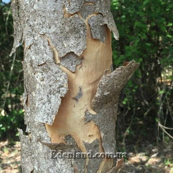 Зображення відшаровування кори