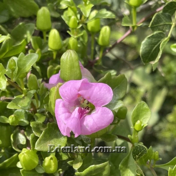 Изображение Буттония великолепная  - Buttonia superba