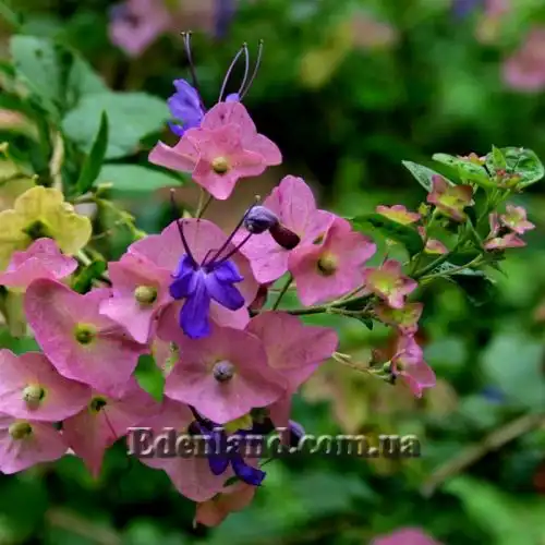 Зображення Каромія гарна - Karomia speciosa 