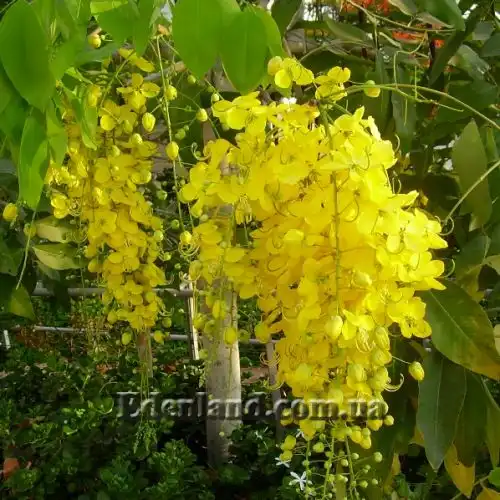 Зображення Касія трубчаста - Cassia fistula 