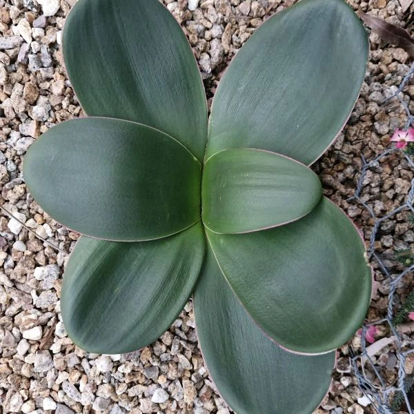Изображение Брунсвигия восточная - Brunsvigia orientalis  