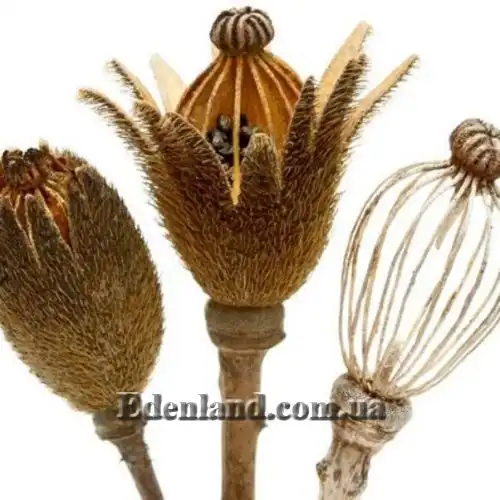 Изображение Ромнея Культера - Romneya coulteri