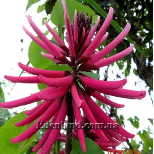 Зображення Еритрина амазонська - Erythrina amazonica