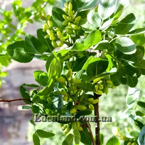 Изображение Фисташка настоящая - Pistacia vera