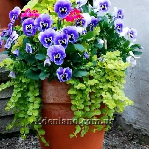 Изображение Лизимахия монетчатая - Lysimachia nummularia