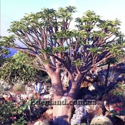 Пахиподиум Рутенберга - Pachypodium rutenbergianum