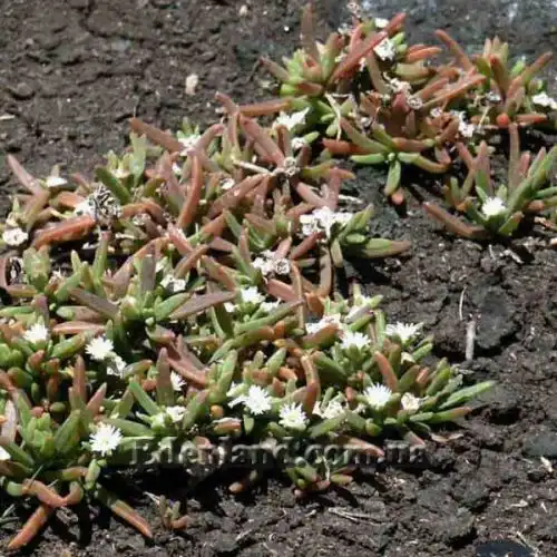 Изображение Местоклема крупнокорневищная - Mestoklema Macrorhiza