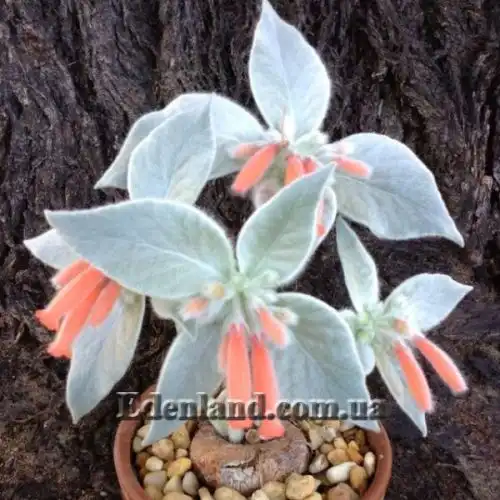 Зображення Синінгія Біловолоса - Sinningia leucotricha