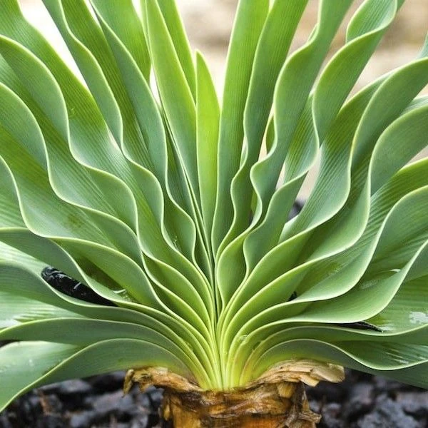 Изображение Боофона двухрядная  - Boophone disticha