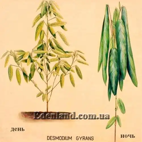 Зображення вигляд рослини вдень та ввечері