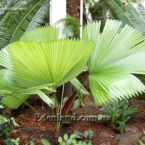 Изображение молодая пальма