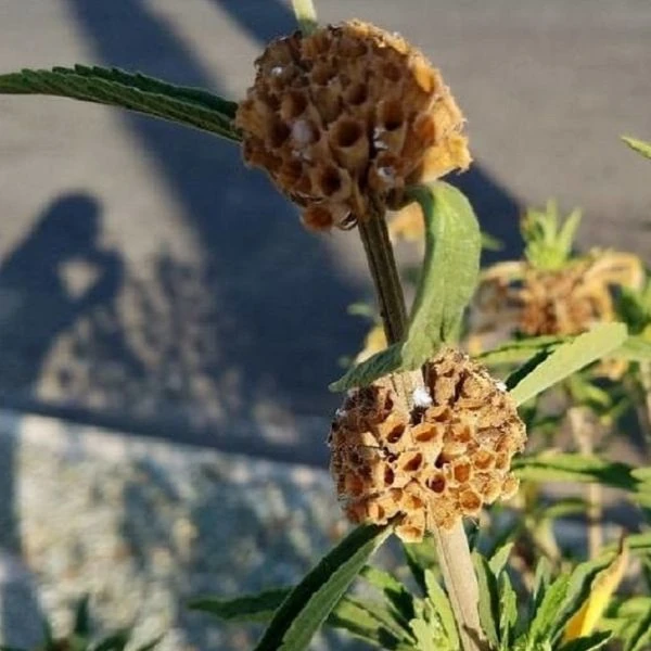 Зображення Леонотіс леонурус білоквітковий - Leonotis leonurus Alba