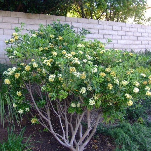 Изображение формирование кустом