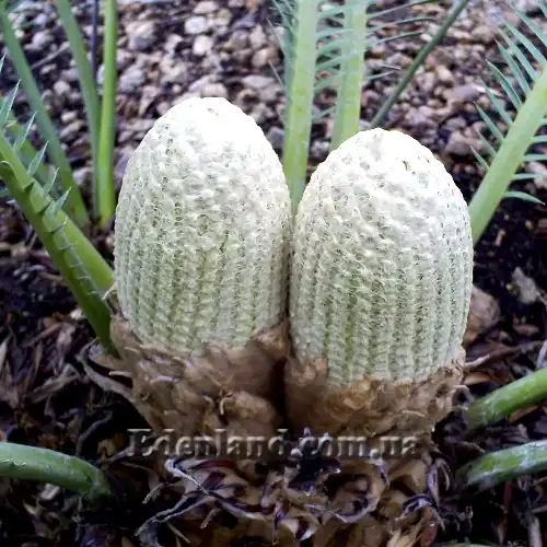 Изображение Диоон съедобный - Dioon edule