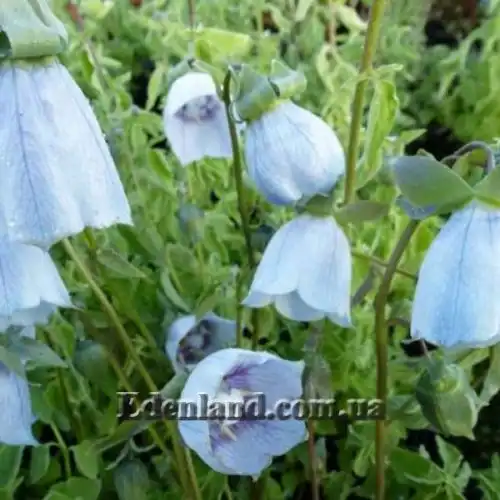 Изображение Кодонопсис клематисовидный - Codonopsis clematidea