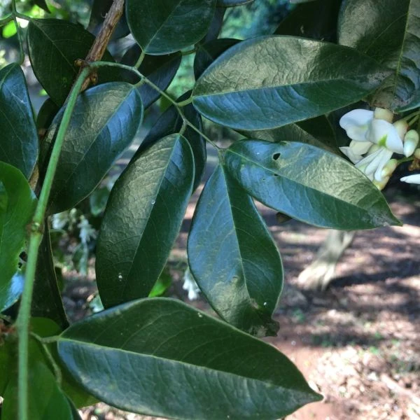 Изображение Крейбия Циммермана   - Craibia zimmermannii