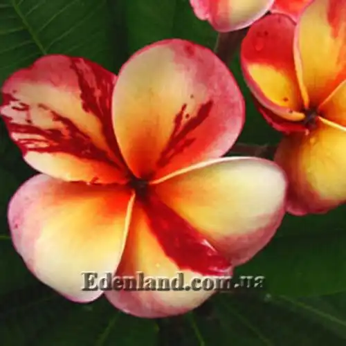 Изображение Three king