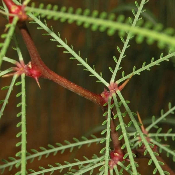 Зображення Паркінсонія шипувата - Parkinsonia aculeata 