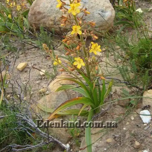 Изображение Вахендорфия метельчатая - Wachendorfia paniculata
