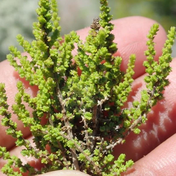 Изображение Джеймсбриттения мелколистная - Jamesbrittenia microphylla   