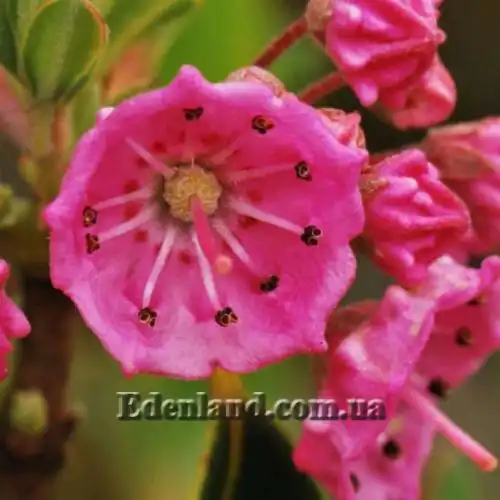 Зображення Кальмія вузьколиста - Kalmia angustifolia