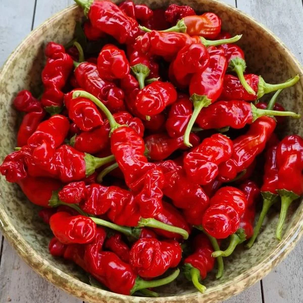 Изображение Перец Петер красный - Peter Pepper Red