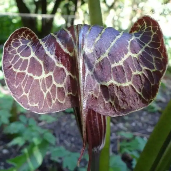 Изображение Аризема Гриффита  - Arisaema griffithii