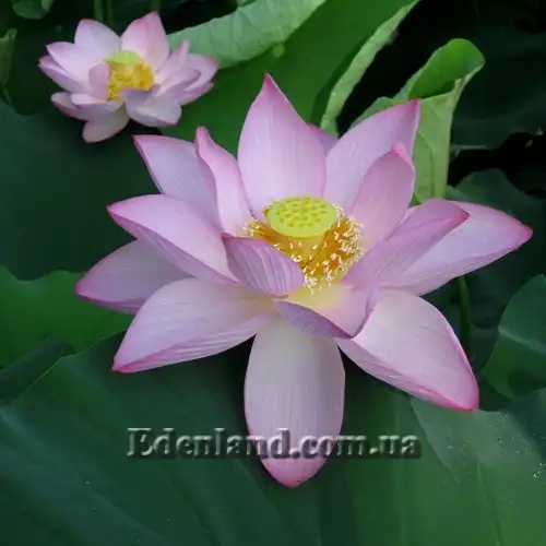 Зображення цветіння