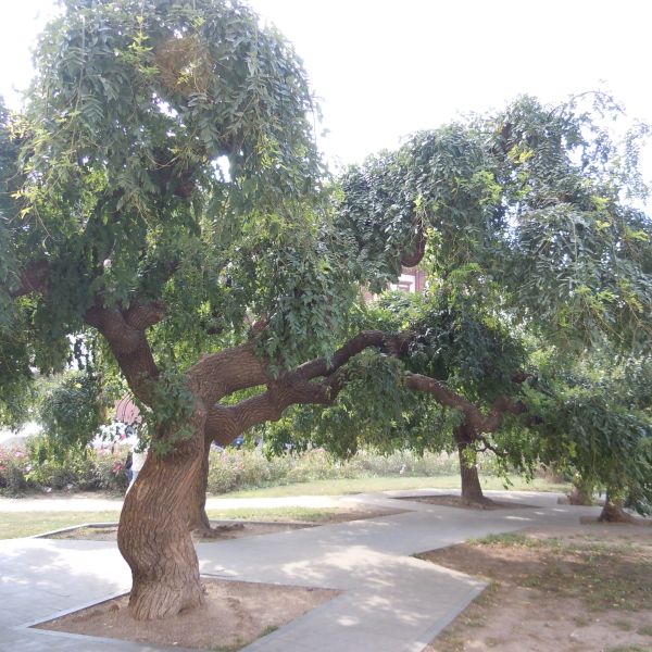 Изображение Стифнолобиум японский  - Styphnolobium japonicum