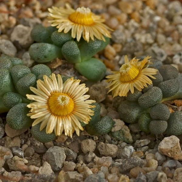 Изображение Алоинопсис Шунеса  - Aloinopsis schooneesii