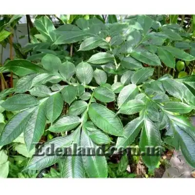 Изображение взрослый лист