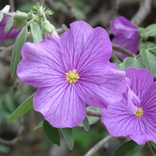 Изображение Моркиллия мексиканская  - Morkillia mexicana